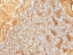 Cytochrome c Antibody (SPM389), Novus Biologicals 0.2mg; Unlabeled:Antibodies,